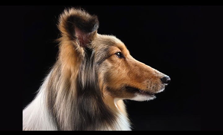 A portrait of a dog has been shot using Galaxy S26 Ultra's 200 MP camera. Texture and details remain true-to-life.